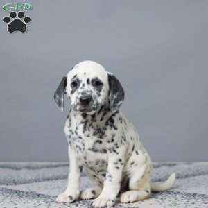 Lori, Dalmatian Puppy